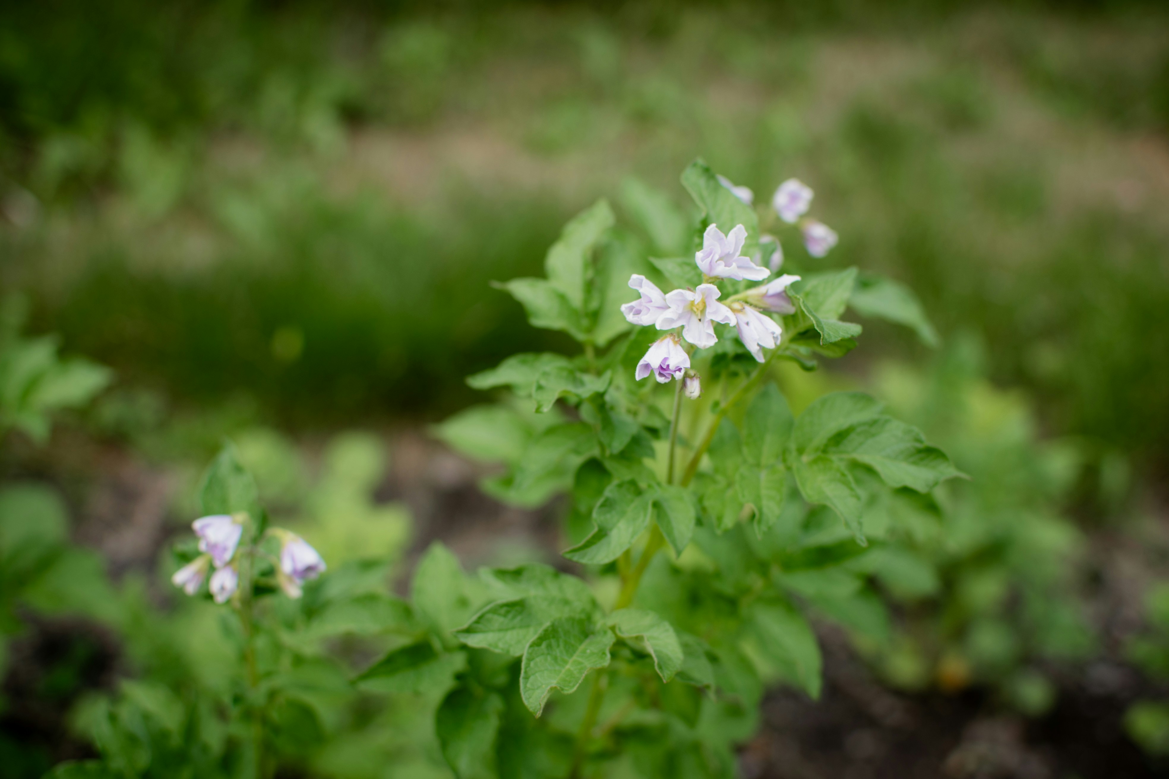 a close up of a plant with white flowers