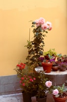 A collection of potted plants with blooming flowers is placed against a pale yellow wall. The main focus is on a tall plant with large pink flowers on top. Surrounding it are various smaller pots containing red and pink blossoms and green foliage. The potted plants are arranged on a tiled outdoor surface next to a small, round, mosaic table holding additional pots, some of which have visible name tags.