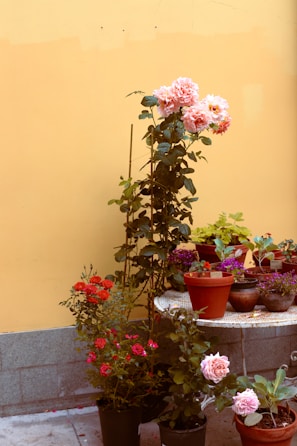 A collection of potted plants with blooming flowers is placed against a pale yellow wall. The main focus is on a tall plant with large pink flowers on top. Surrounding it are various smaller pots containing red and pink blossoms and green foliage. The potted plants are arranged on a tiled outdoor surface next to a small, round, mosaic table holding additional pots, some of which have visible name tags.