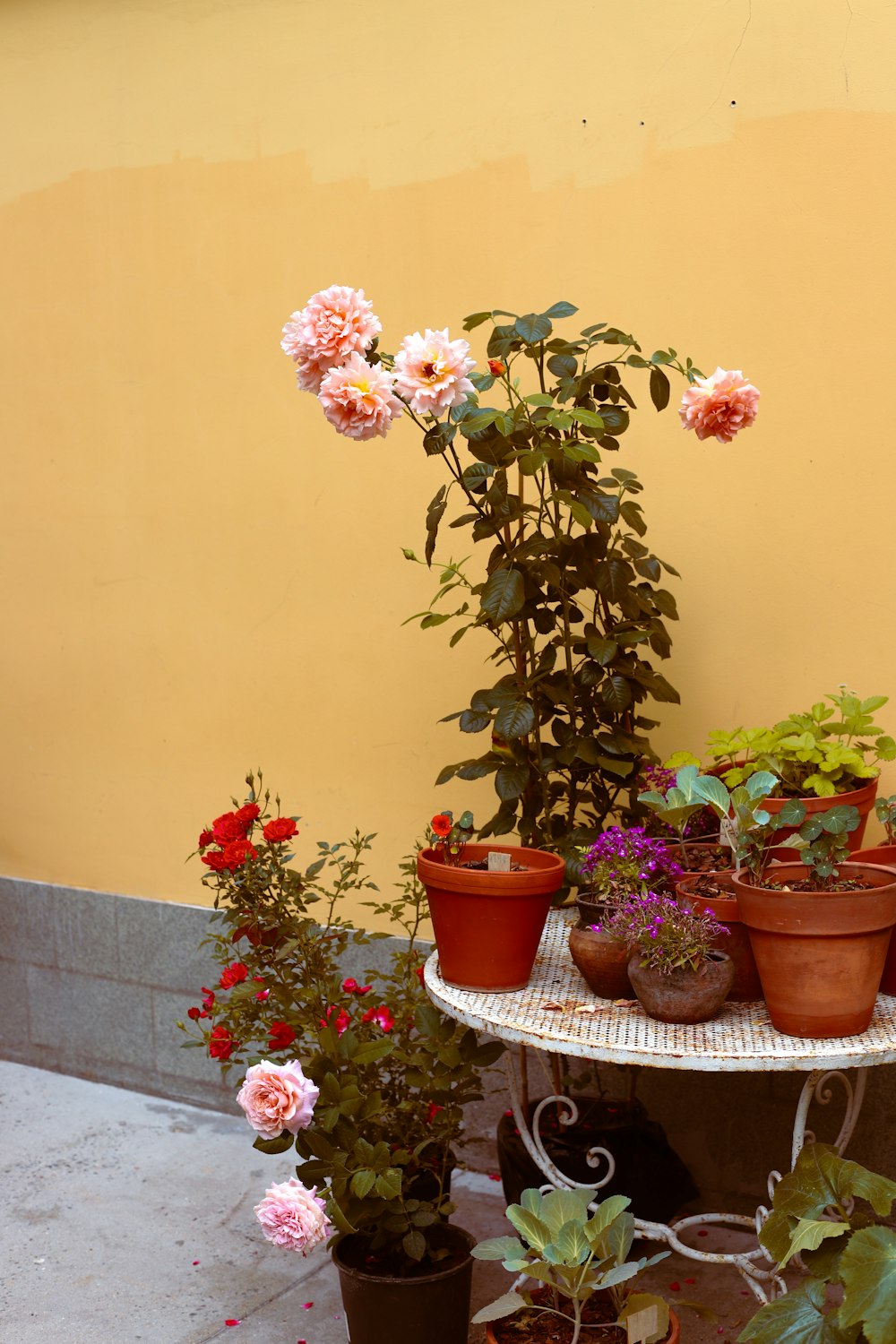 a table topped with potted plants next to a yellow wall