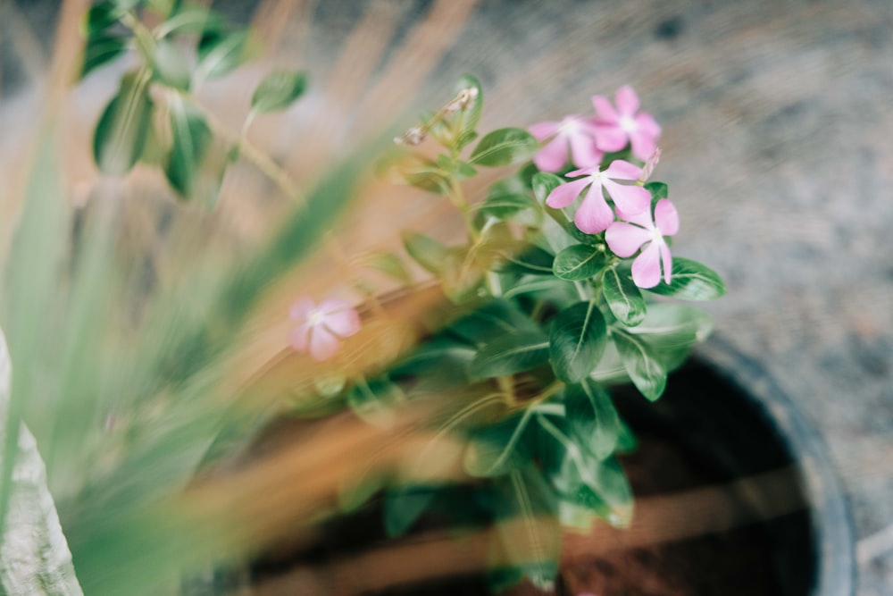 a potted plant with pink flowers in it