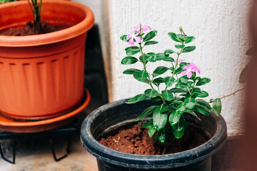 a potted plant sitting next to a potted plant