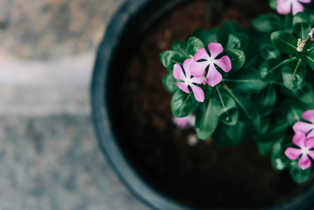 a potted plant with pink flowers in it