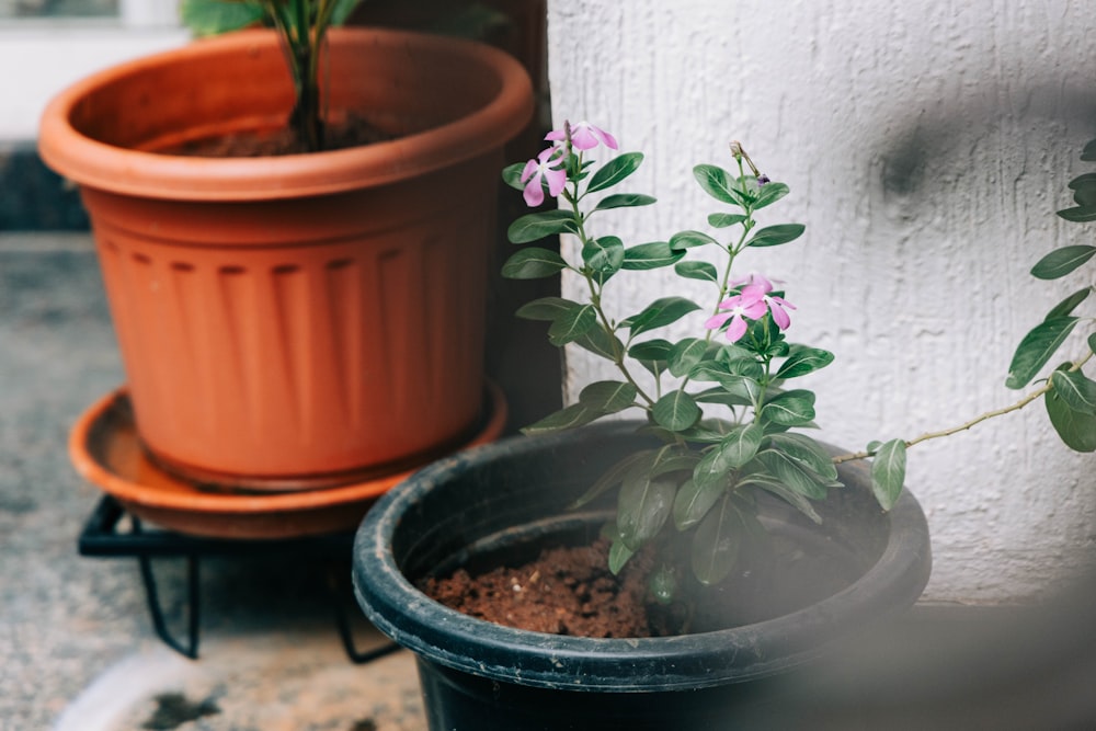 a potted plant sitting next to a potted plant