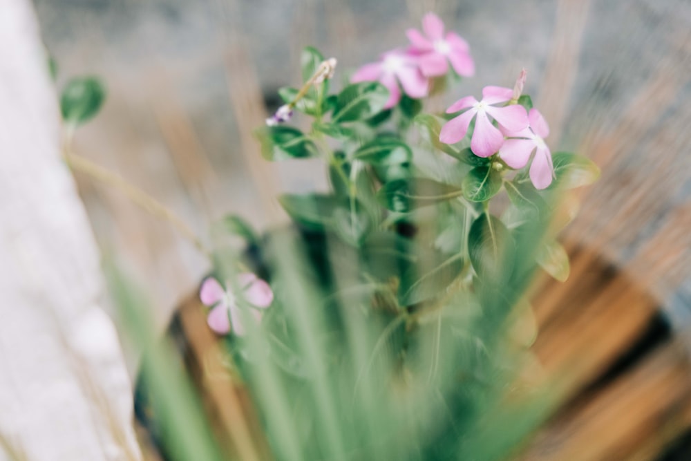 small pink flowers in a wooden vase on a table