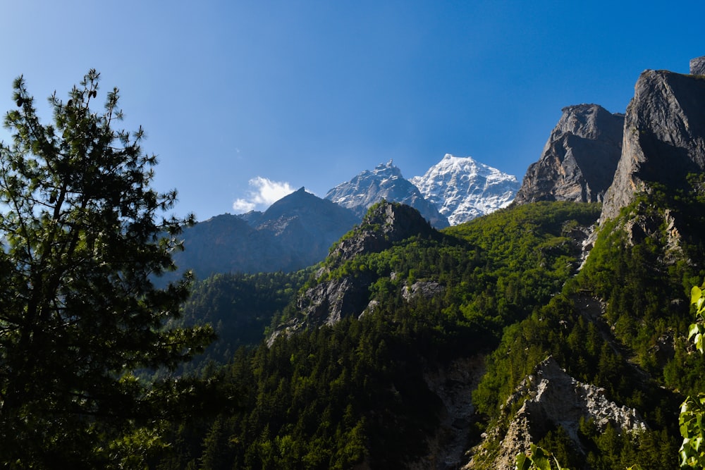 a view of a mountain range with trees in the foreground