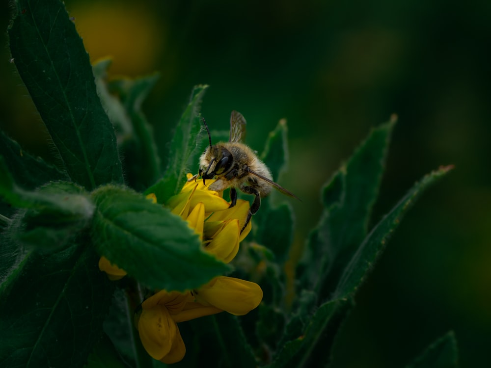 a bee is sitting on a yellow flower