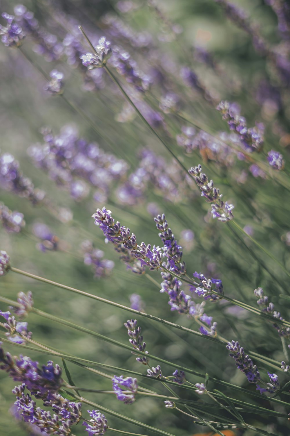 a bunch of flowers that are in the grass