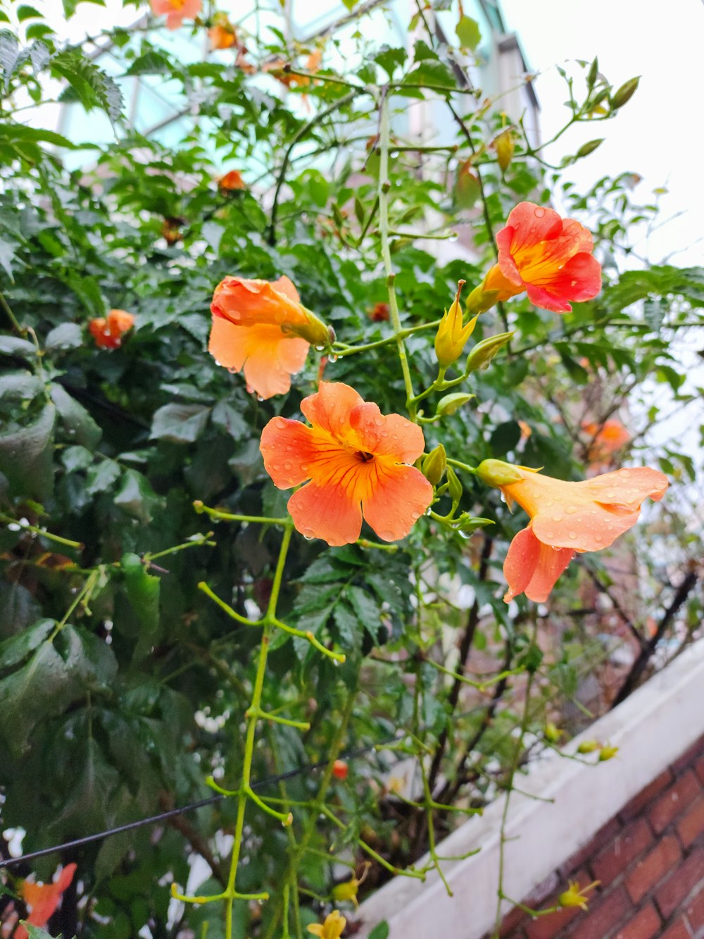 a bunch of flowers that are in a planter