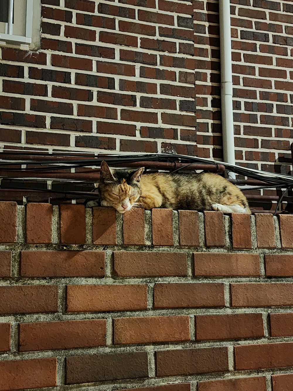 a cat sleeping on top of a brick wall