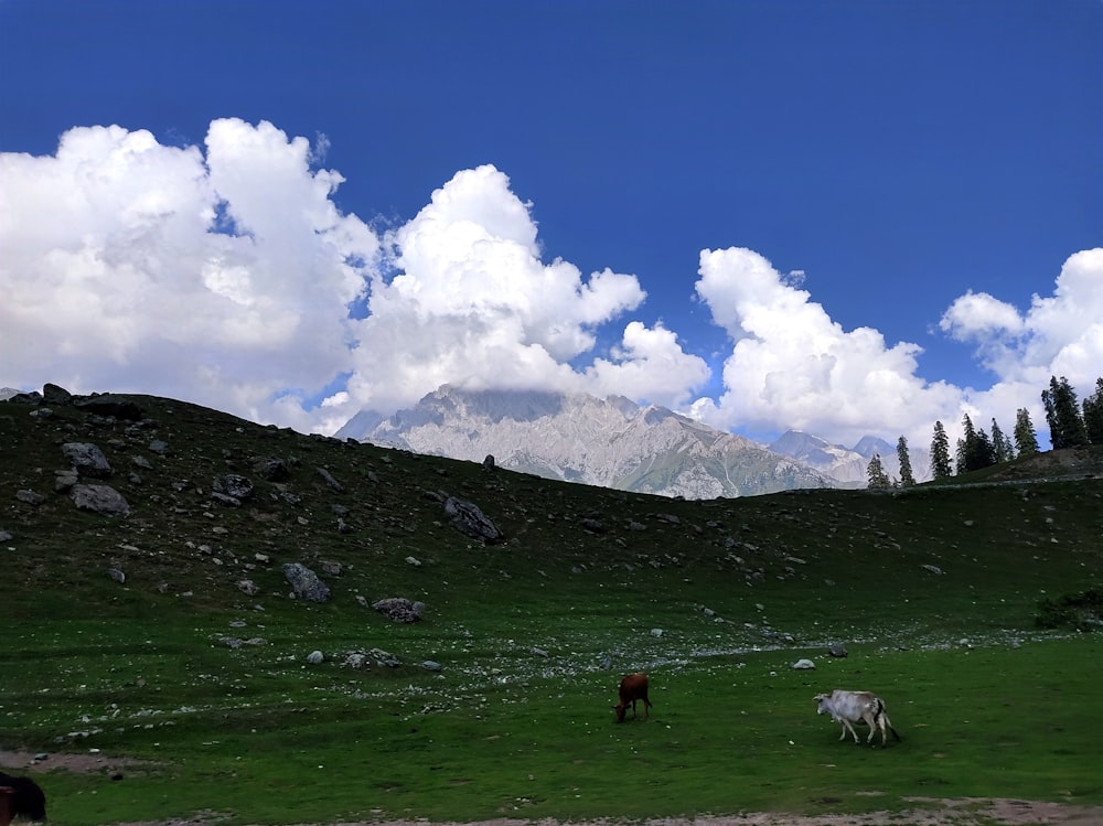 two horses grazing in a field with mountains in the background