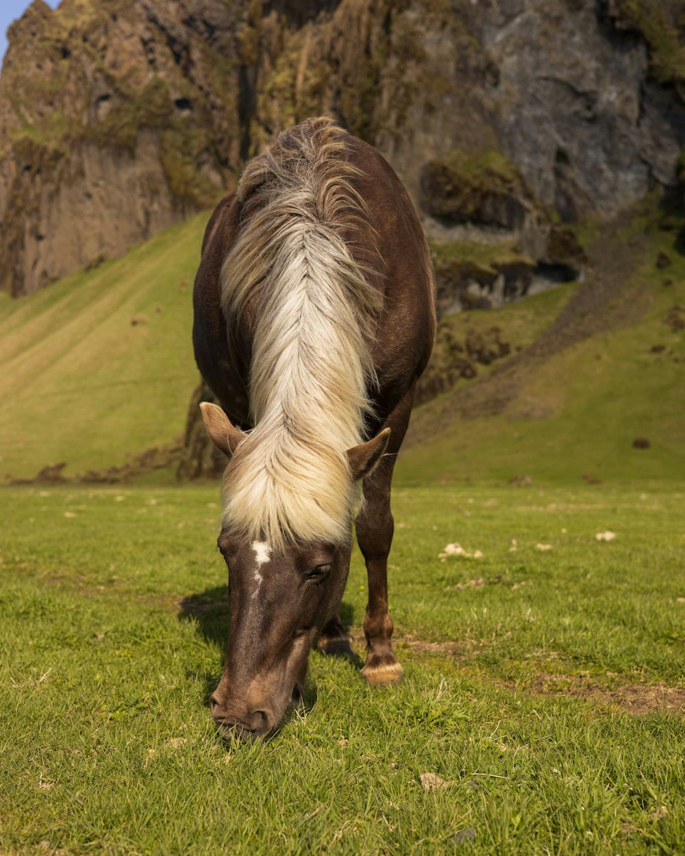 a brown and white horse grazing on a lush green field