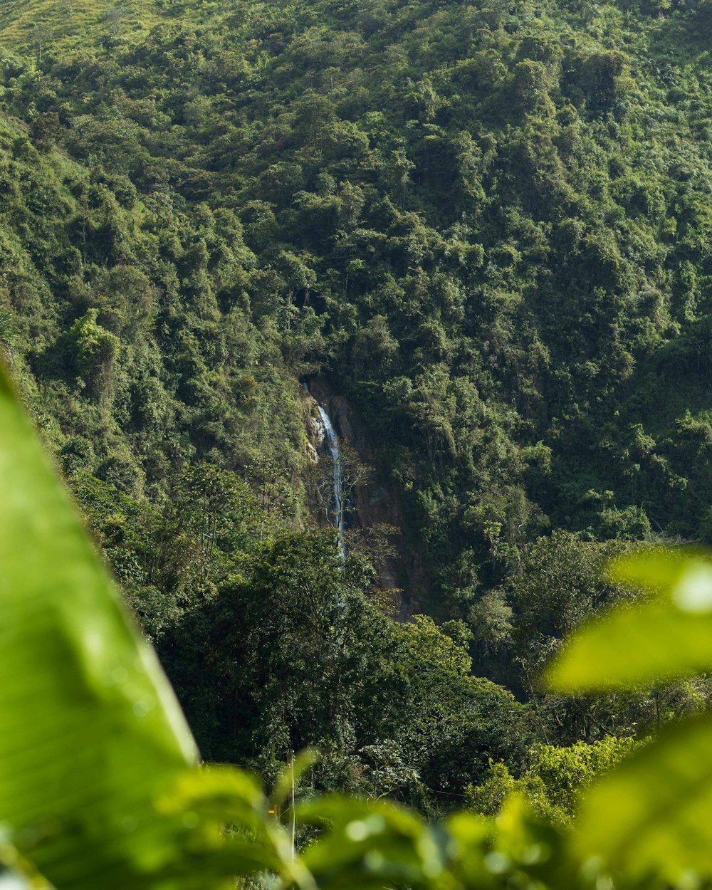 a view of a waterfall in the middle of a forest