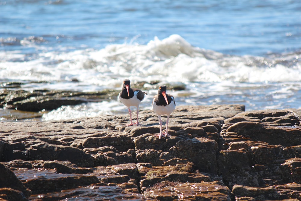 a couple of birds standing on top of a rocky beach