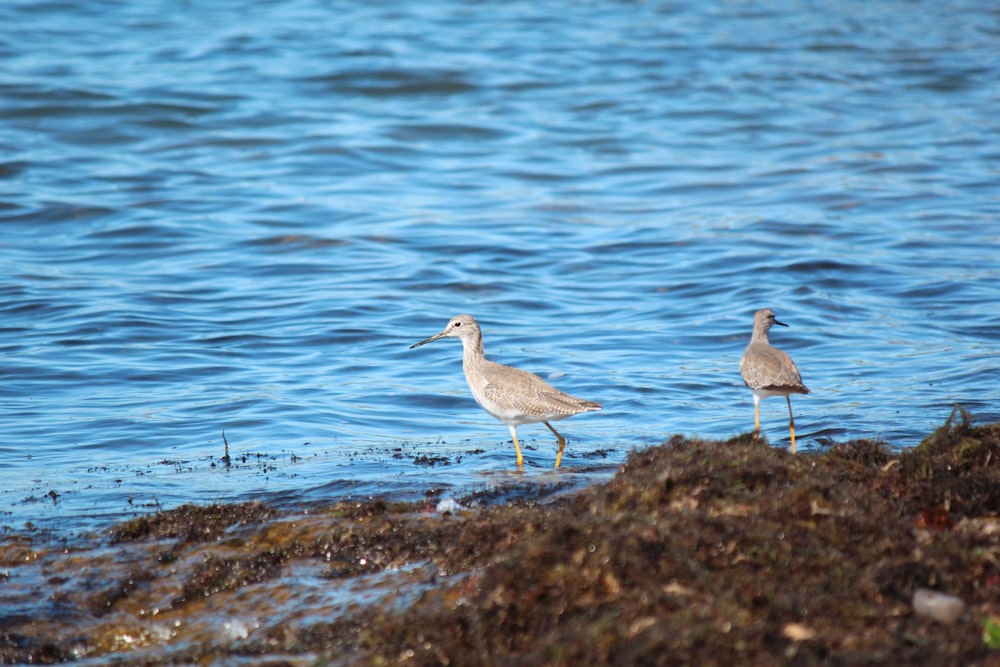 a couple of birds that are standing in the water