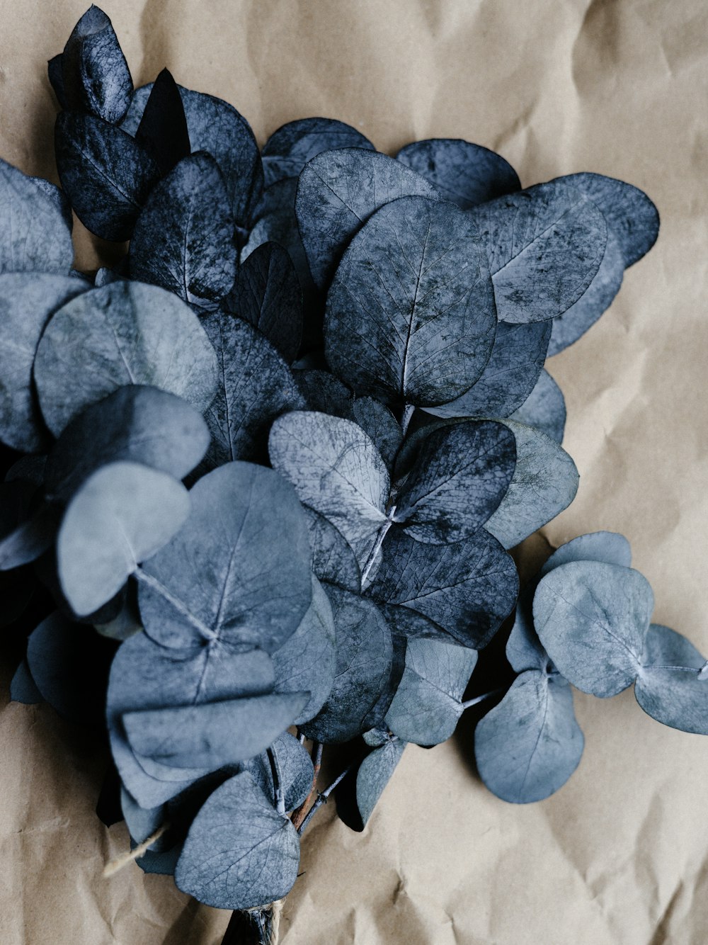 a bunch of leaves laying on top of a piece of paper