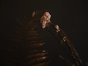 A delicate vintage-inspired wall art piece featuring pressed flowers arranged like a Victorian botanical illustration