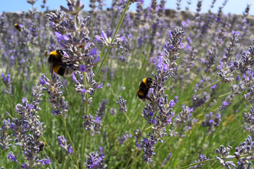 two bums on a lavender plant in a field