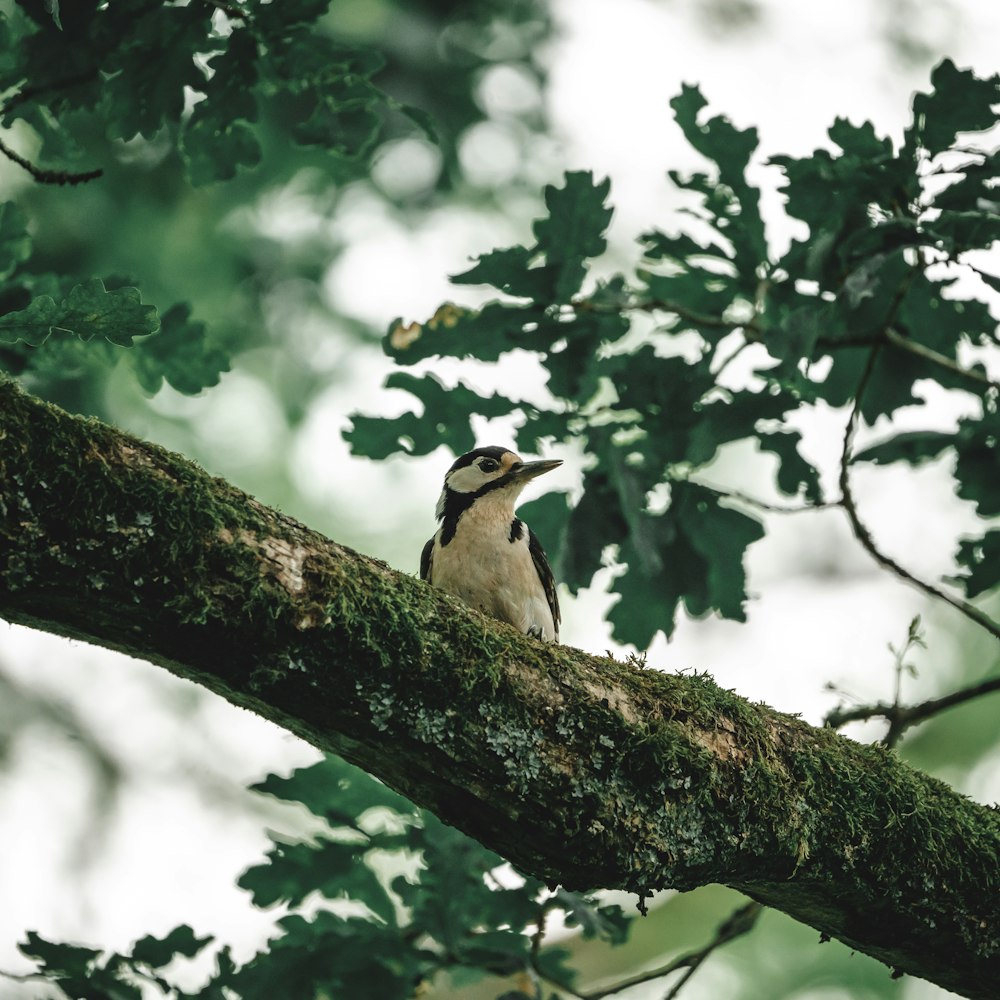 a bird perched on a branch of a tree