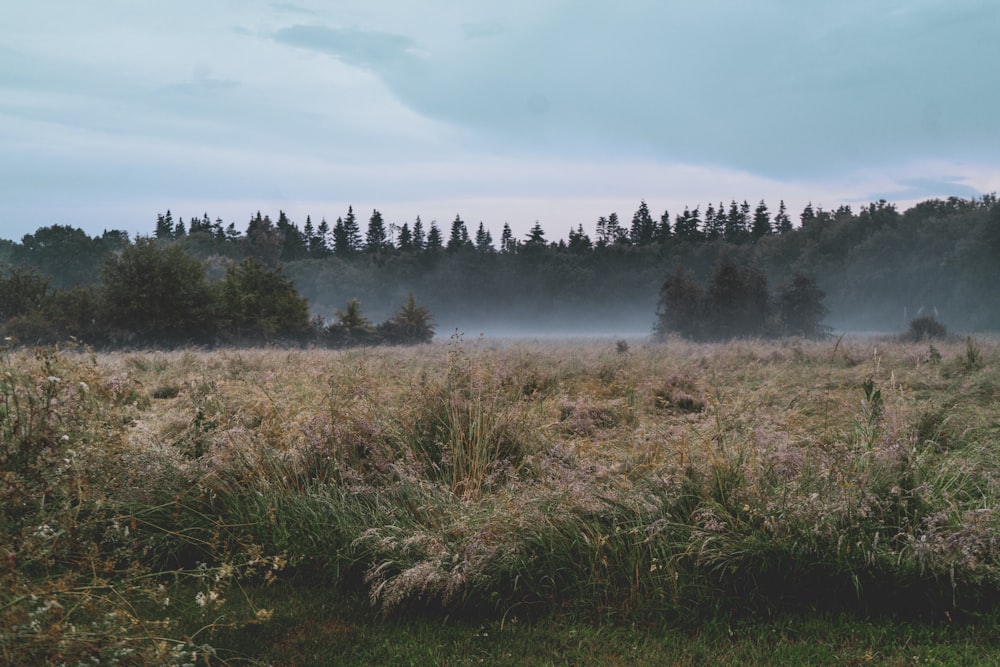 a foggy field with trees in the distance