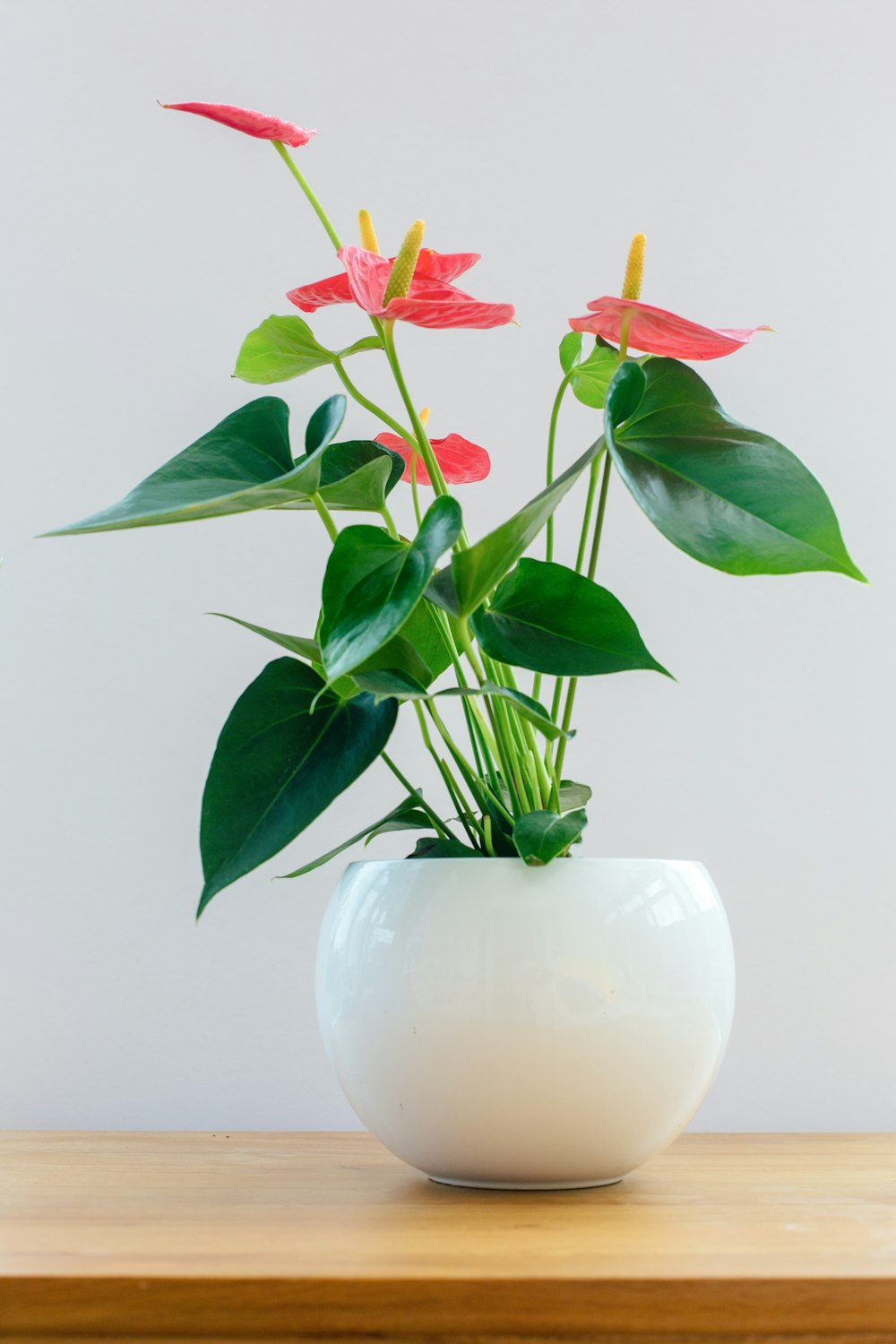Eine Pflanze in einer weißen Vase auf einem Holztisch