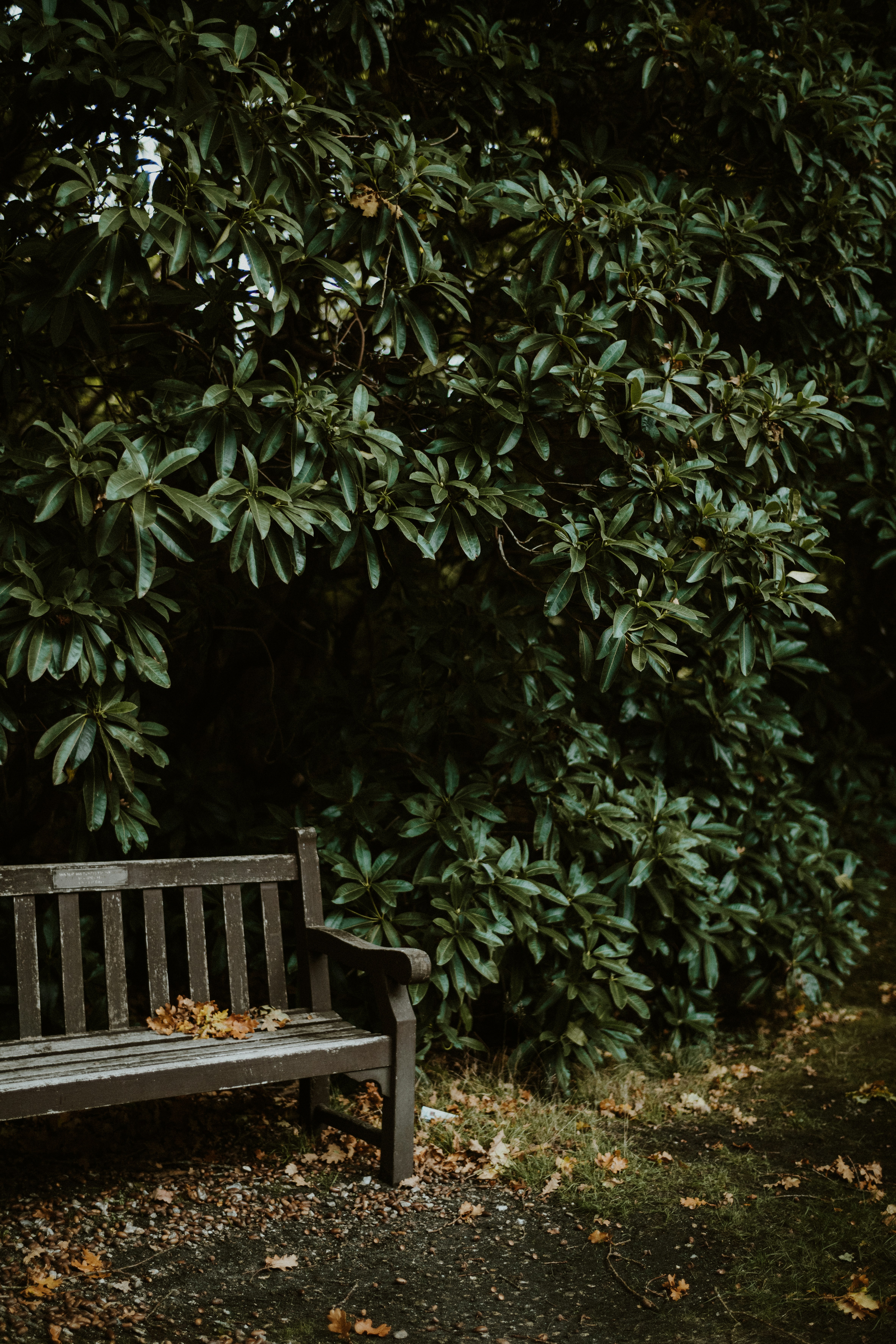 Un banc en bois assis devant un buisson