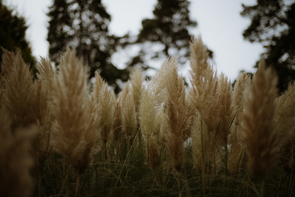 a field of tall grass with trees in the background