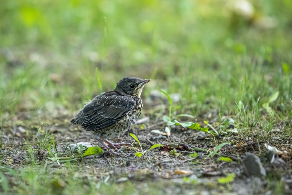 a small bird is standing in the grass
