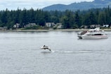 A black and white orca leaps out of the water near a scenic area with a backdrop of dense evergreen trees and a distant community of houses. A tourist boat filled with people is observing the scene on a calm body of water.
