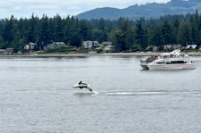 A black and white orca leaps out of the water near a scenic area with a backdrop of dense evergreen trees and a distant community of houses. A tourist boat filled with people is observing the scene on a calm body of water.