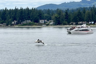 A black and white orca leaps out of the water near a scenic area with a backdrop of dense evergreen trees and a distant community of houses. A tourist boat filled with people is observing the scene on a calm body of water.