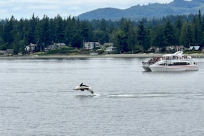 A black and white orca leaps out of the water near a scenic area with a backdrop of dense evergreen trees and a distant community of houses. A tourist boat filled with people is observing the scene on a calm body of water.