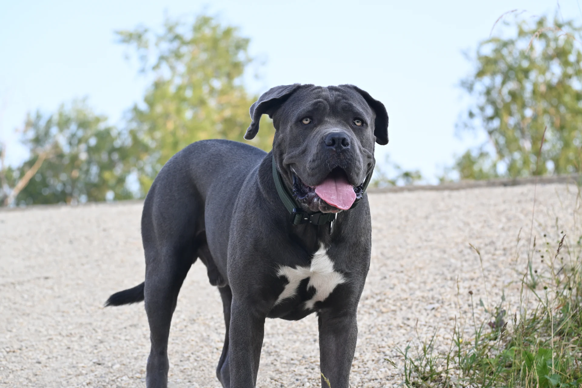 A Cane Corso