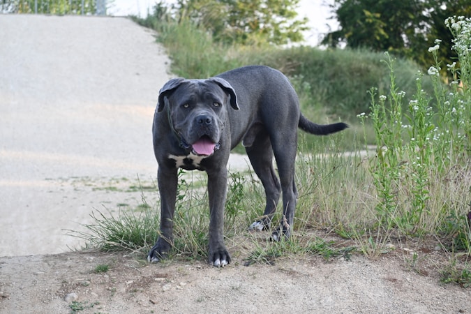 Cane Corso