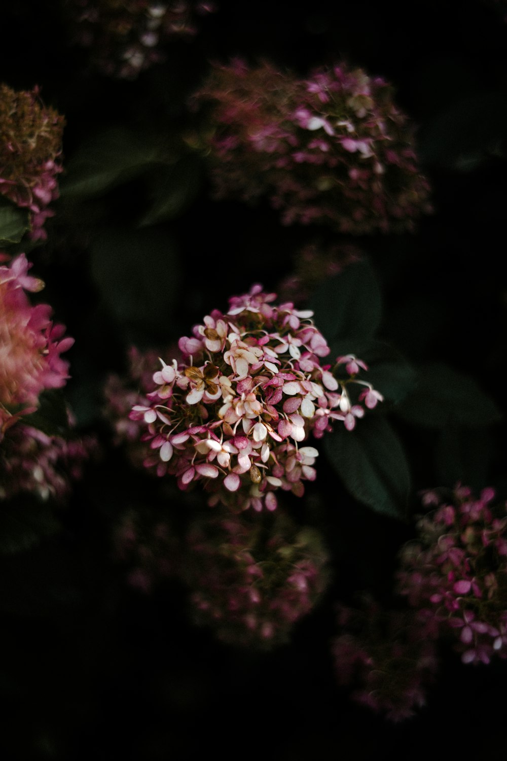 a bunch of flowers that are in the dark