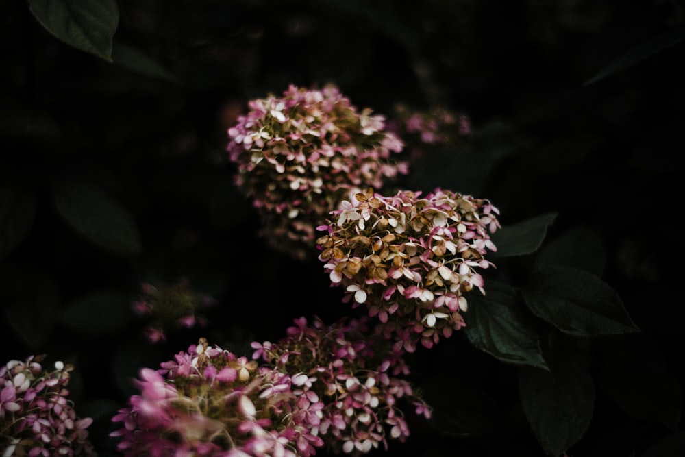 a bunch of flowers that are in the dark