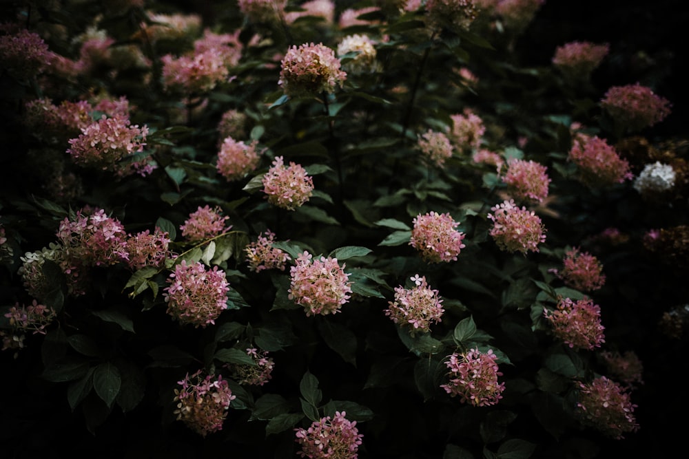 a bunch of pink flowers that are blooming