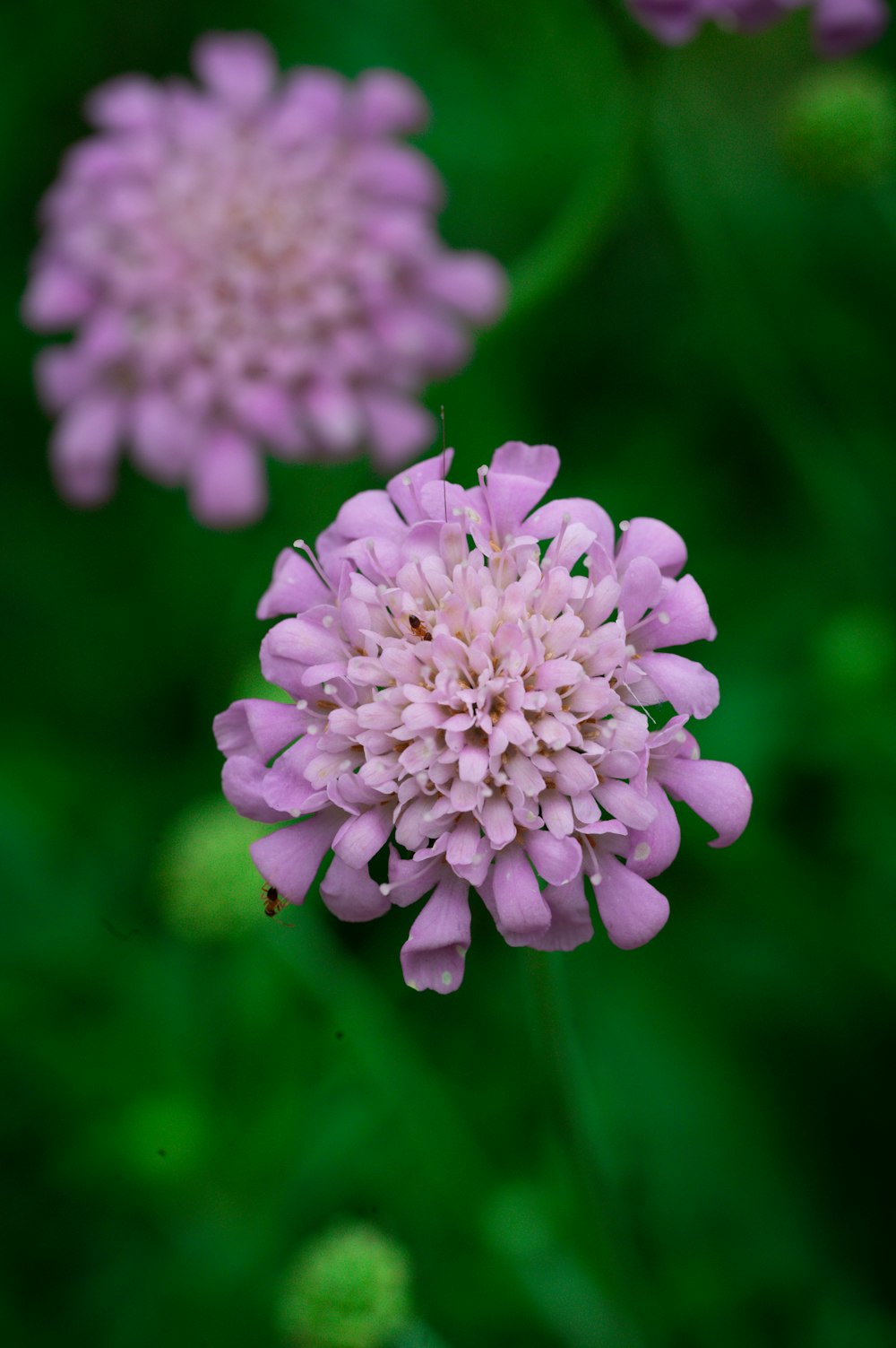 a close up of a pink flower on a green background