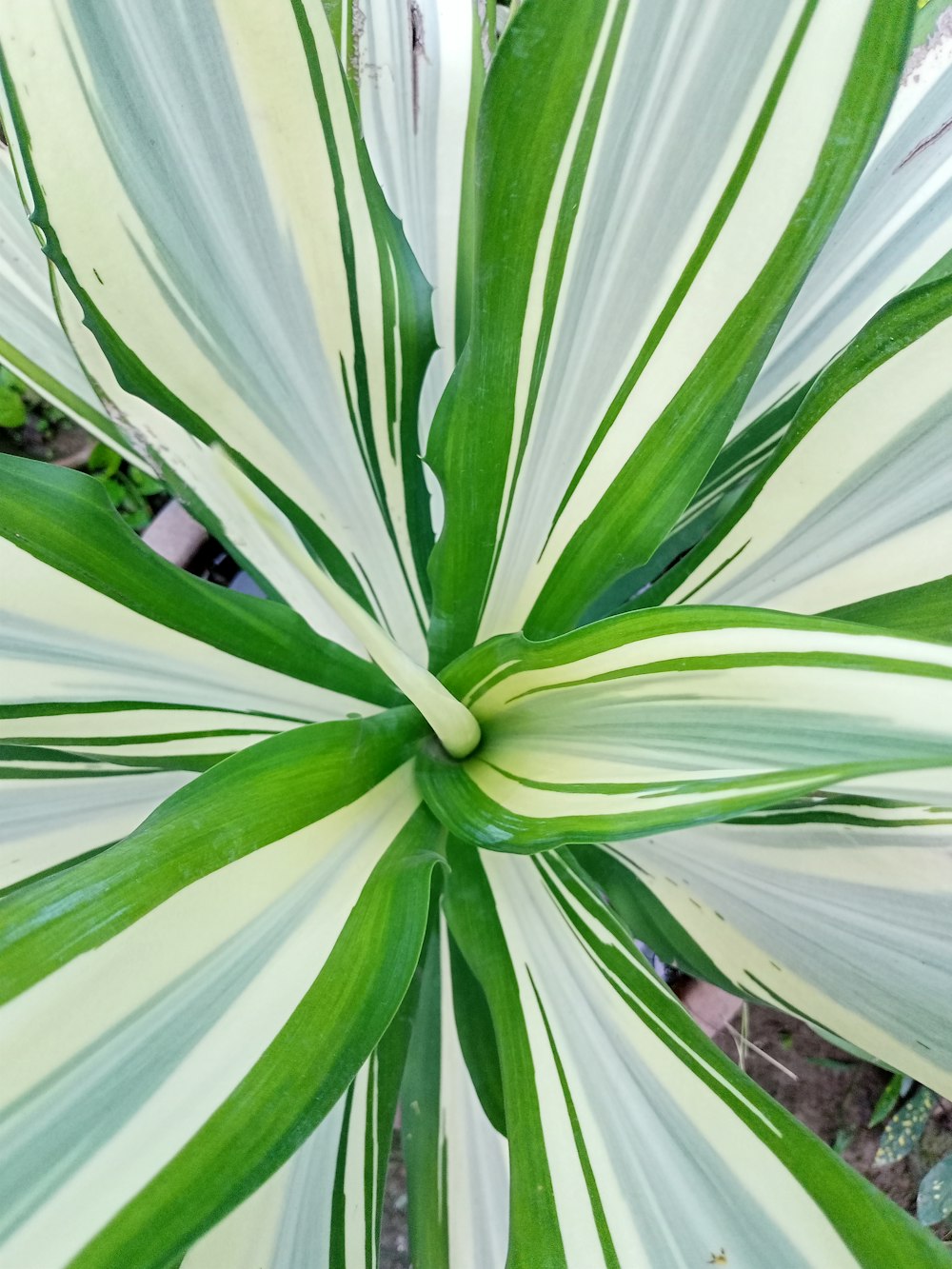 a large green and white plant in a garden