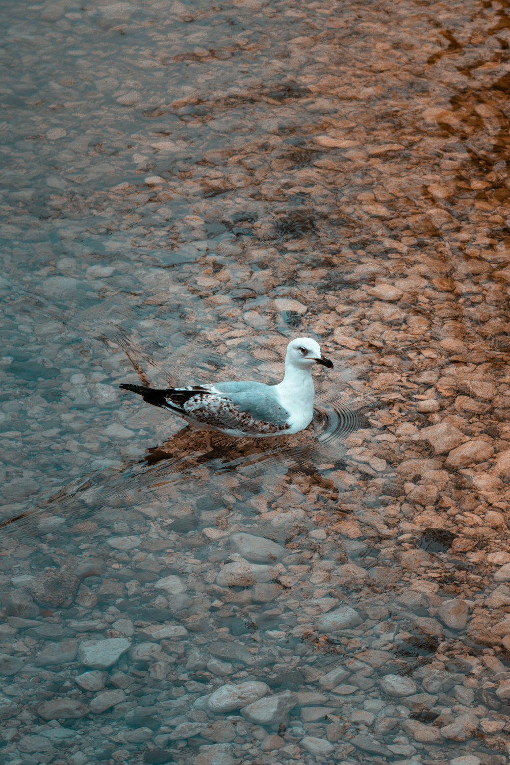 a white and black bird floating on top of a body of water
