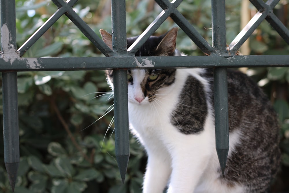 a cat sitting on top of a metal fence