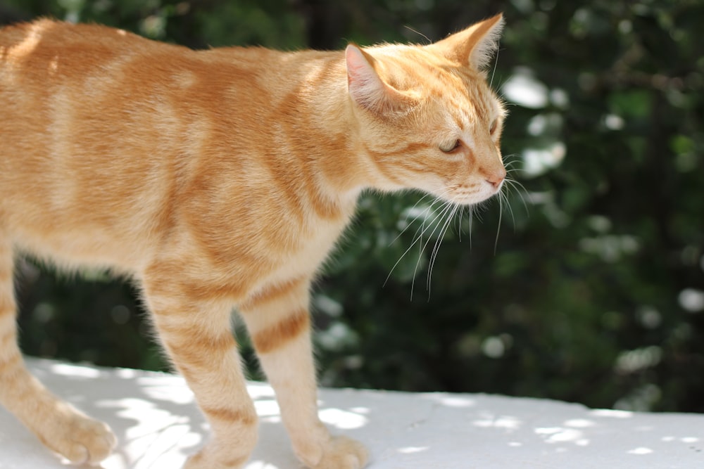 an orange cat standing on top of a snow covered ground