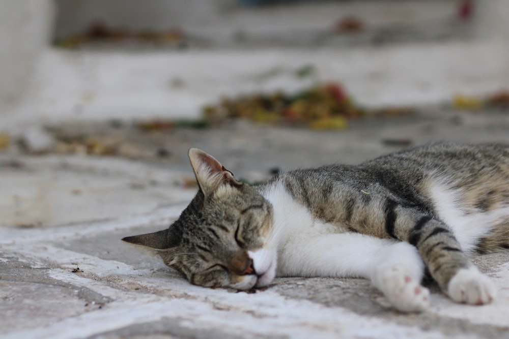 a cat laying on the ground with its eyes closed