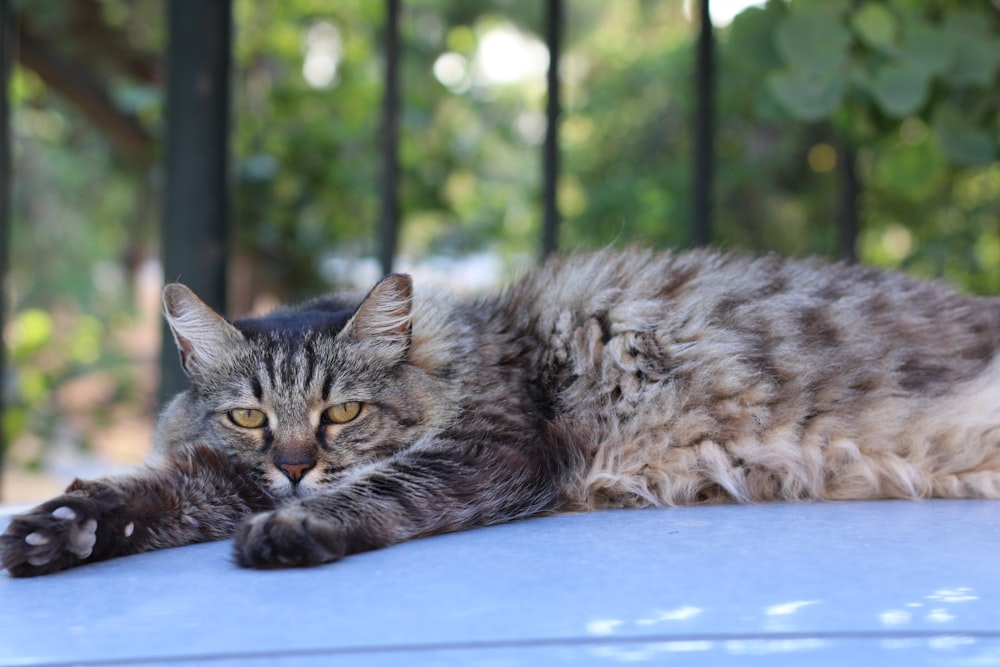 a cat that is laying down on a car