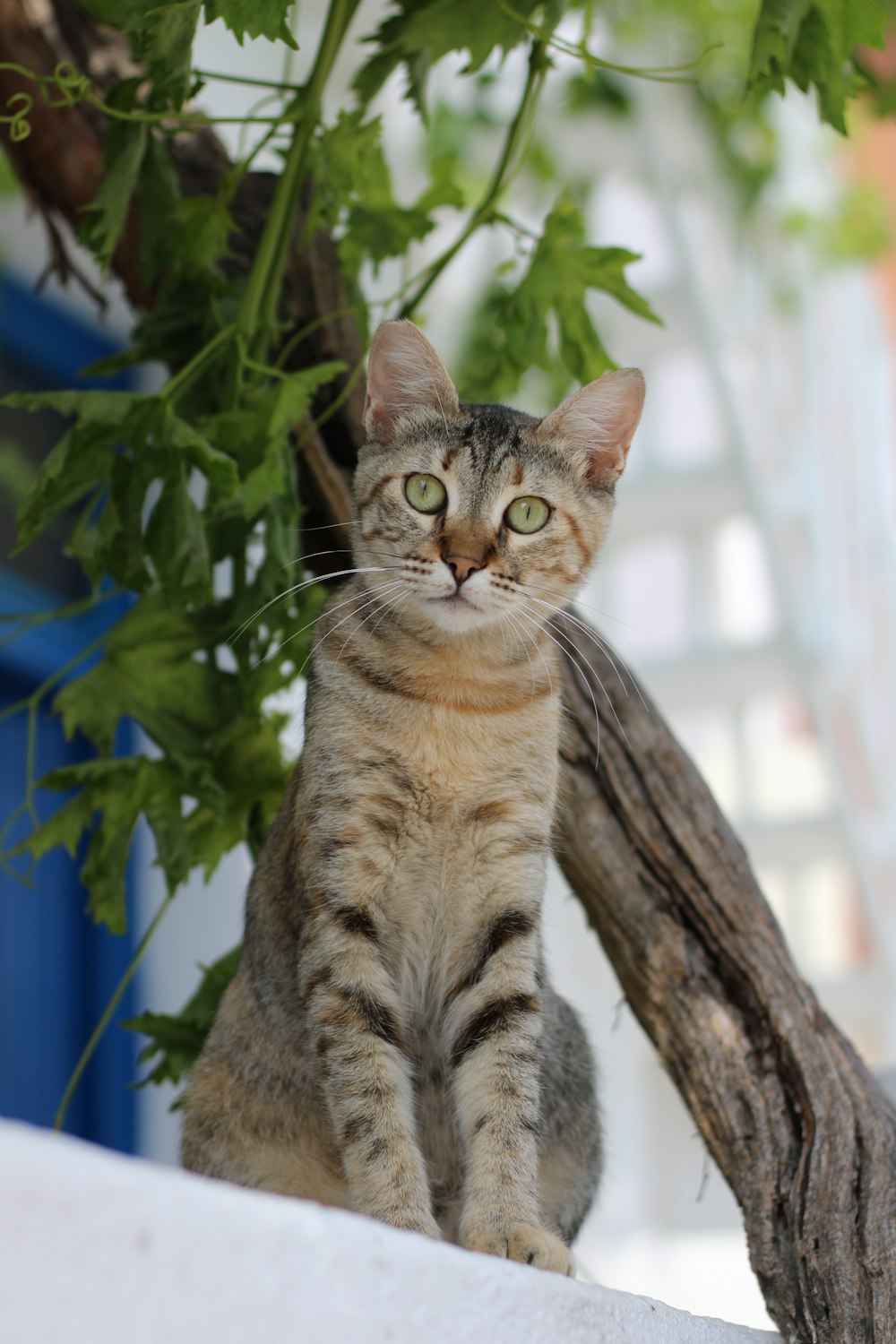 a cat sitting on a ledge next to a tree