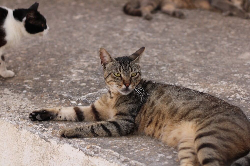 a cat laying on the ground next to another cat