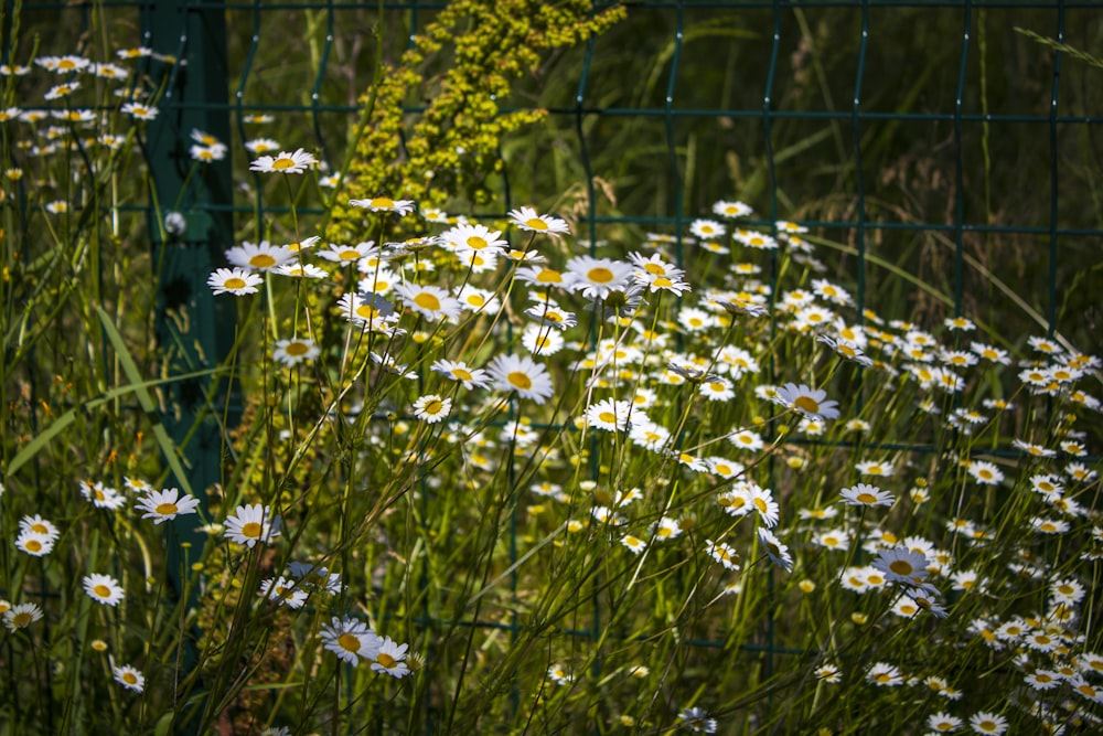 a bunch of daisies in a field behind a fence