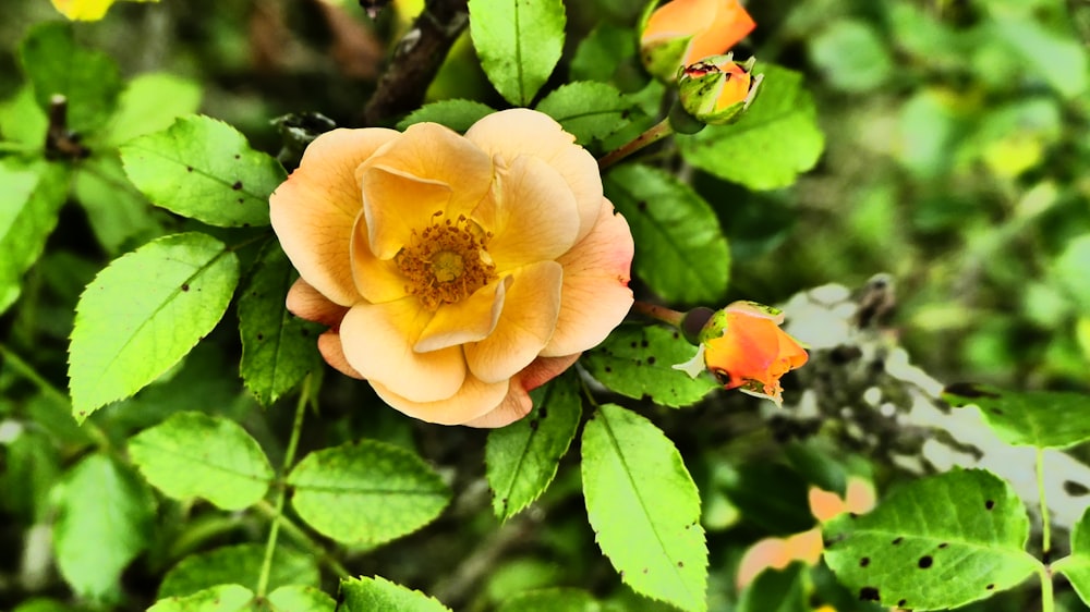 a yellow flower with green leaves in the background