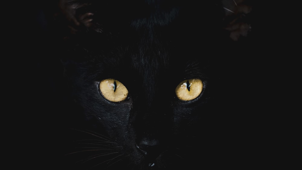 a black cat with glowing yellow eyes in the dark