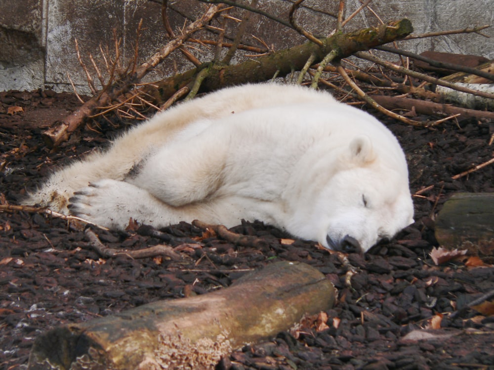 a white polar bear laying on top of a pile of dirt